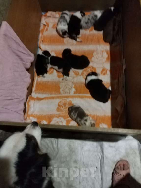 Собаки в Бикине: Щенки Аусси. Мальчик, 50 000 руб. - фото 1