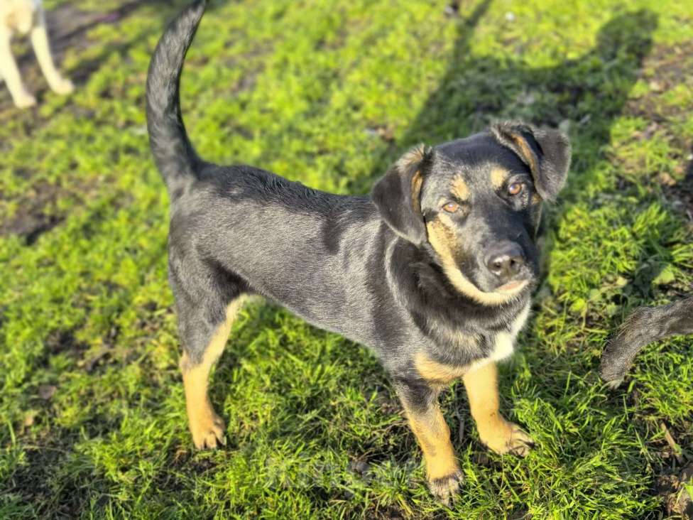 Собаки в Лосином-Петровском: Батлер якутенок Мальчик, Бесплатно - фото 4