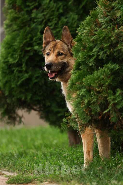 Собаки в Химках: Рыжий Мальчик, Бесплатно - фото 6