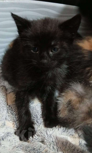 Кошки в Москве: котята Мальчик, Бесплатно - фото 3