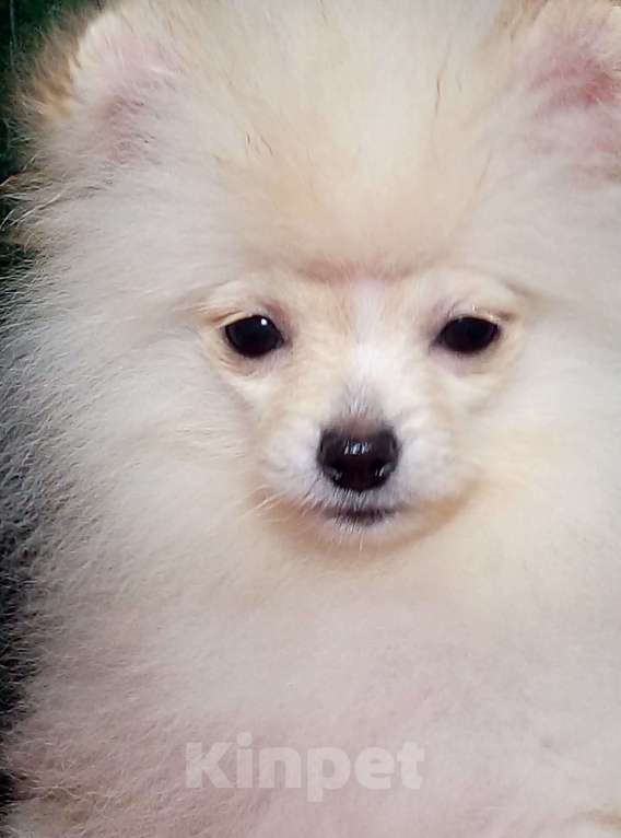 Собаки в Воронеже: Минимишшки Разнополые, 10 000 руб. - фото 1