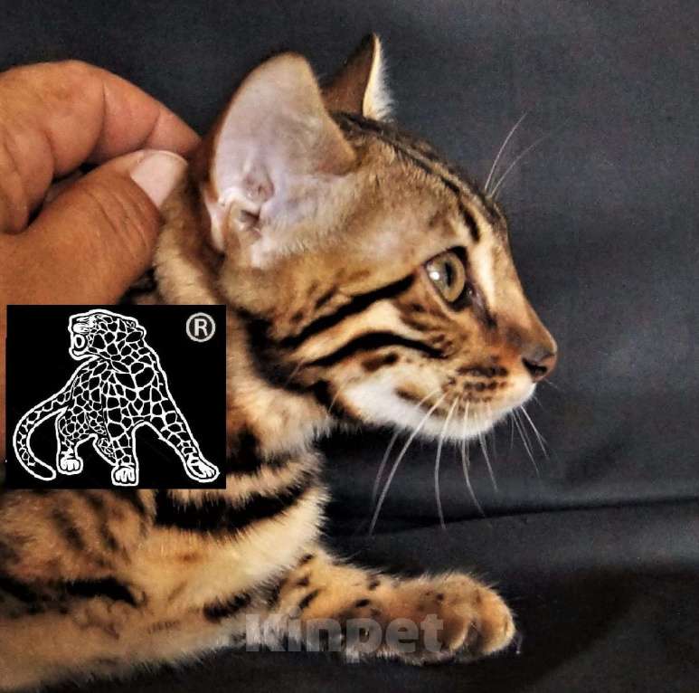 Кошки в Петропавловске-Камчатском: Бенгальский котенок. Питомник. Мальчик, Бесплатно - фото 2