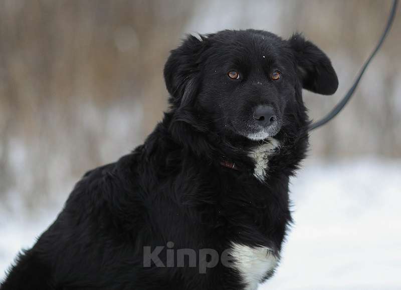 Собаки в Москве: Злата, идеальная для квартиры собака Девочка, Бесплатно - фото 3