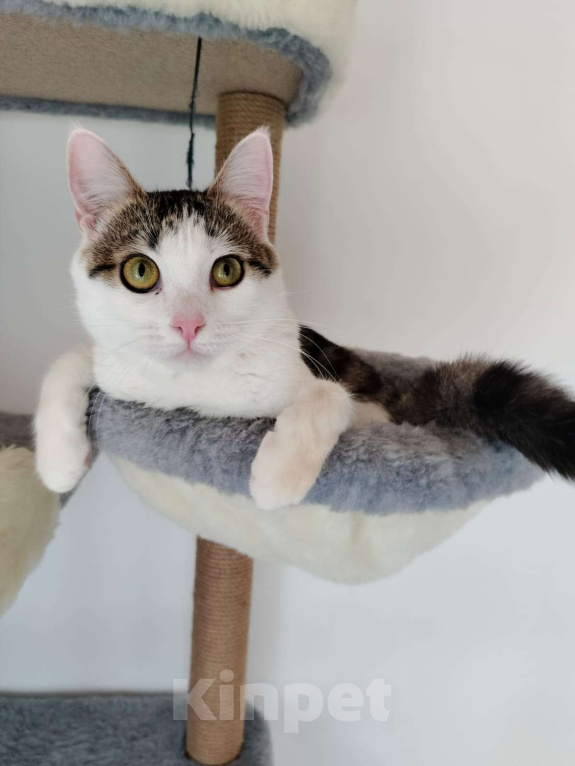 Кошки в Москве: Лапка. Лапочка. Лапушка. Девочка, Бесплатно - фото 2