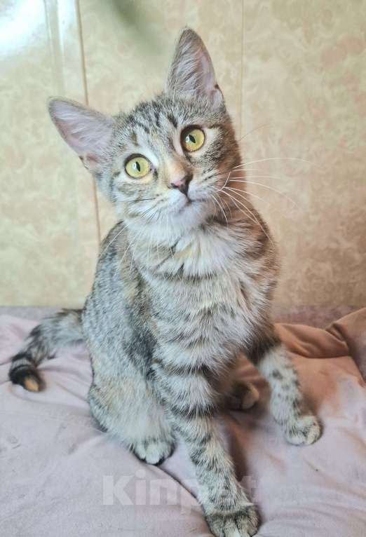 Кошки в Москве: Сэра едет на выставку-пристройство WOOF в Москву  Девочка, Бесплатно - фото 6