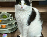 Кошки в Москве: Стеснительный котик Йохан  Мальчик, 50 руб. - фото 6