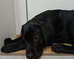 Собаки в Волгограде: Щенок лабрадора-ретривера Мальчик, 35 000 руб. - фото 2