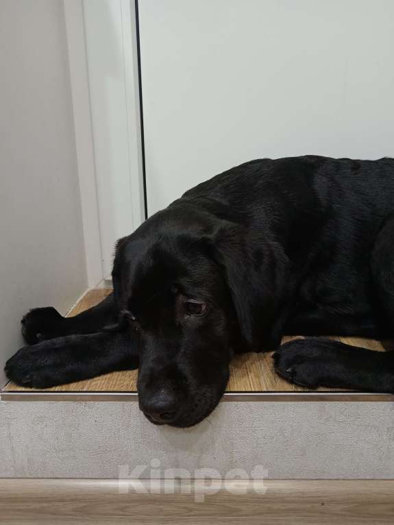 Собаки в Волгограде: Щенок лабрадора-ретривера Мальчик, 35 000 руб. - фото 2