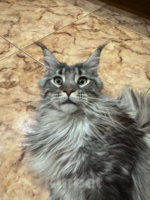 Кошки в Москве: Отдам кошку в добрые руки. Девочка, Бесплатно - фото 2