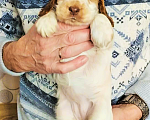 Собаки в Переславле-Залесском: Щенок английского кокера редкого окраса. Девочка, 40 000 руб. - фото 1