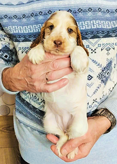 Щенок английского кокера редкого окраса.