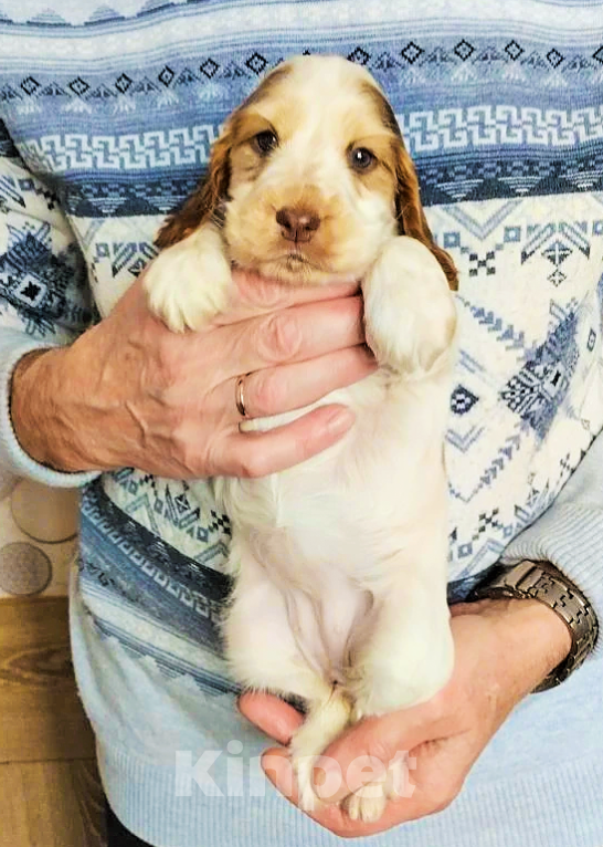 Собаки в Переславле-Залесском: Щенок английского кокера редкого окраса. Девочка, 40 000 руб. - фото 1