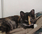 Кошки в Новошахтинске: Срочно Клепа ищет дом, Бесплатно - фото 2