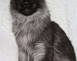 Кошки в Карачеве: Котик Мейн Кун, 10 000 руб. - фото 3