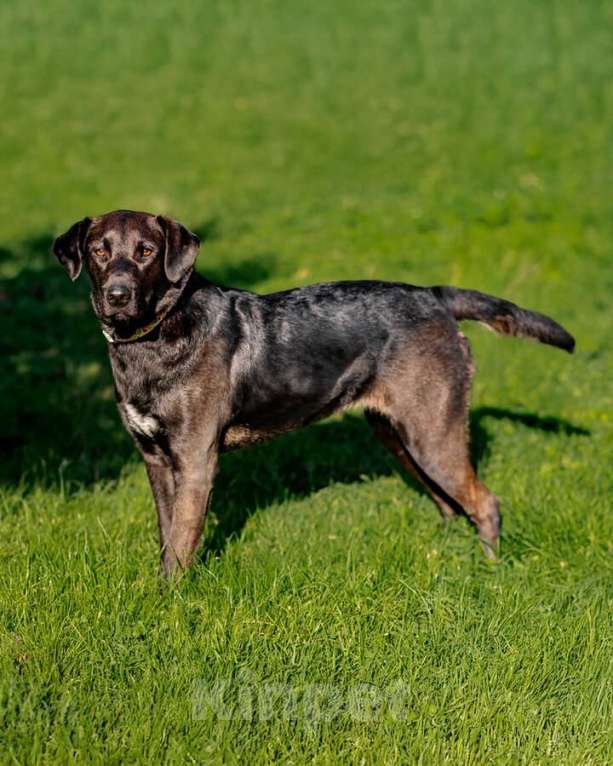 Собаки в Москве: Чудесная собачка Шоколадка ищет дом. Девочка, Бесплатно - фото 3