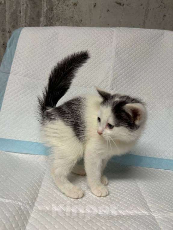 Кошки в Санкт-Петербурге: Малыш 2 мес все умеет ручной Мальчик, 100 руб. - фото 3