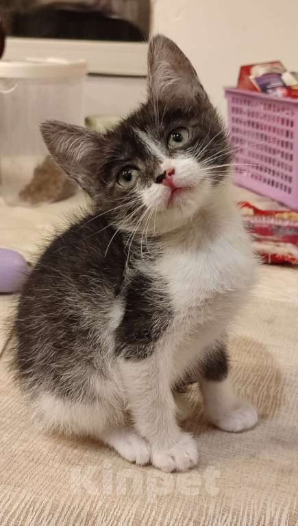 Кошки в Самаре: Метис египетского мау  Мальчик, Бесплатно - фото 5