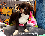 Собаки в Санкт-Петербурге: Чихуахуа Штэффи Шэдоу окрас шоколадный с белым Девочка, 50 000 руб. - фото 3