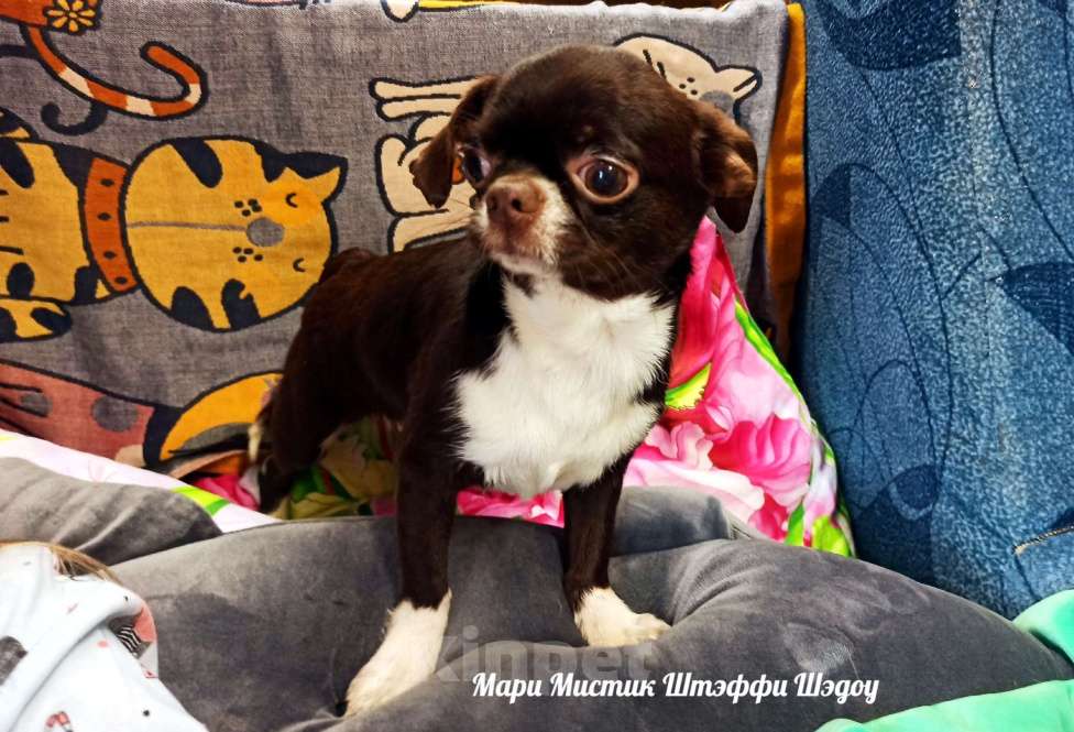 Собаки в Санкт-Петербурге: Чихуахуа Штэффи Шэдоу окрас шоколадный с белым Девочка, 50 000 руб. - фото 3
