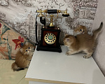 Кошки в Краснодаре: Предлагаю к продаже котят золотой шиншиллы Девочка, 18 000 руб. - фото 5
