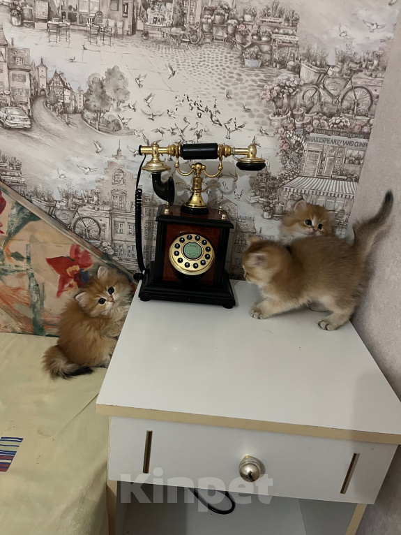 Кошки в Краснодаре: Предлагаю к продаже котят золотой шиншиллы Девочка, 18 000 руб. - фото 5