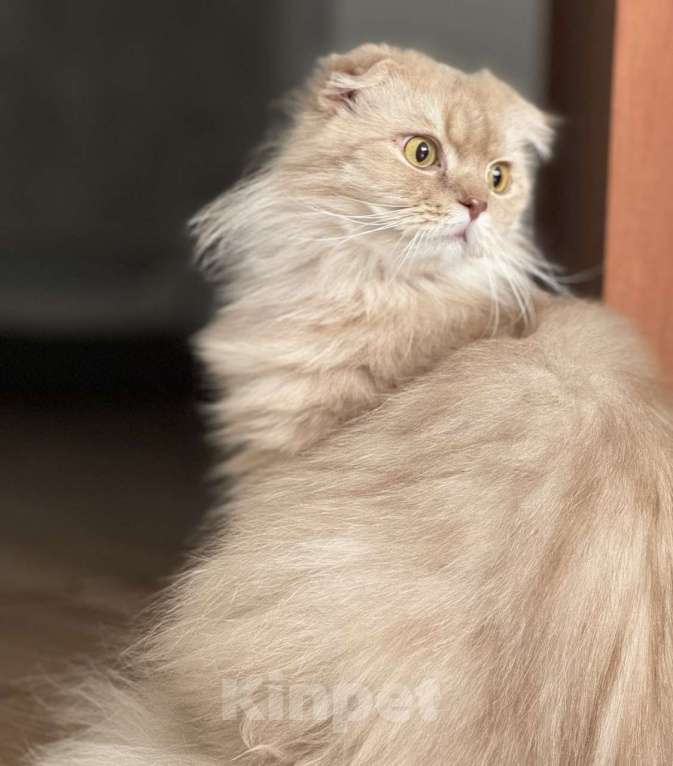 Кошки в Люберцах: Шотландский Мальчик, 9 000 руб. - фото 2