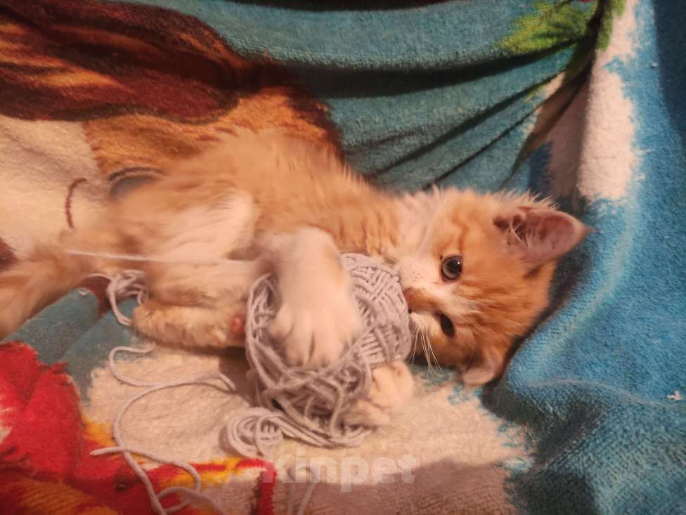 Кошки в Тамбове: Котенок девочка в дар, 1 мес.  Девочка, Бесплатно - фото 3