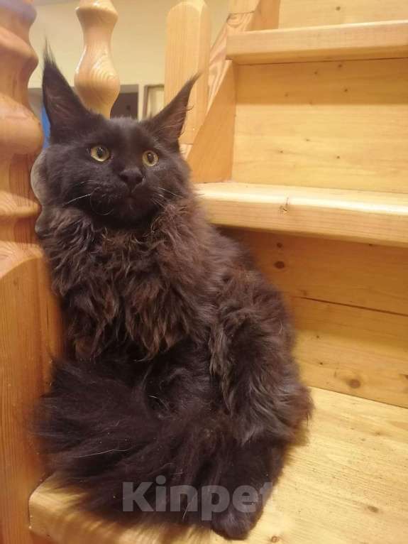 Кошки в Ульяновске: Продам котёнка породы мейн-кун Мальчик, Бесплатно - фото 2