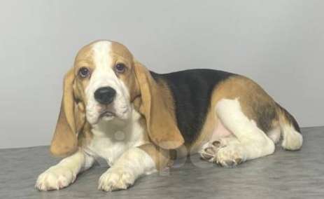 Собаки в Иркутске: Продам щенка породы "Бигль". Девочка, Бесплатно - фото 4