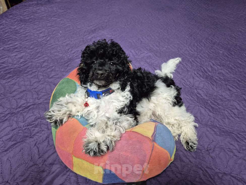 Собаки в Москве: Парни арлекин Мальчик, 50 000 руб. - фото 2