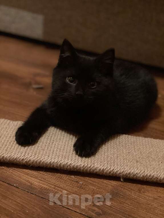 Кошки в других городах Московской области: Трехмесячные котята в добрые руки Девочка, Бесплатно - фото 2