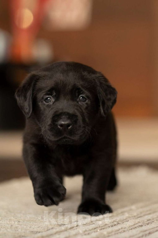 Собаки в Санкт-Петербурге: IRISLAV CRYER Мальчик, 140 000 руб. - фото 1