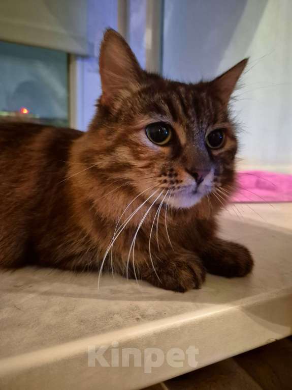 Кошки в Москве: Басилиса устала от безумных людей Девочка, Бесплатно - фото 2