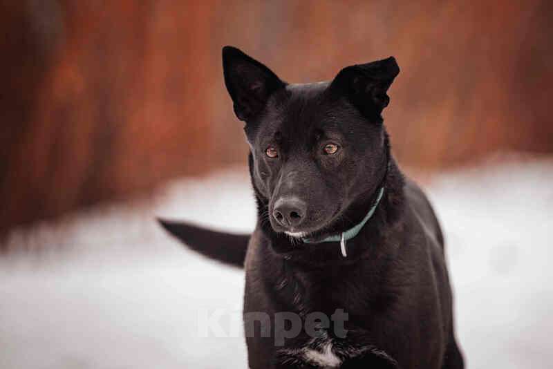 Собаки в Москве: Черная красавица и умница Марта в добрые руки Девочка, Бесплатно - фото 4
