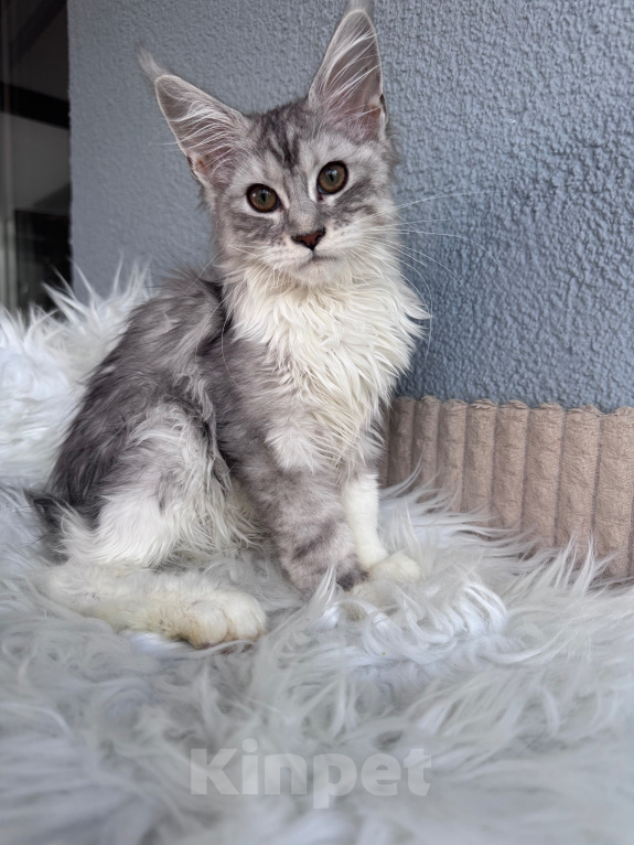 Кошки в Кудрово: Котенок Мейн-кун девочка Девочка, 55 000 руб. - фото 2