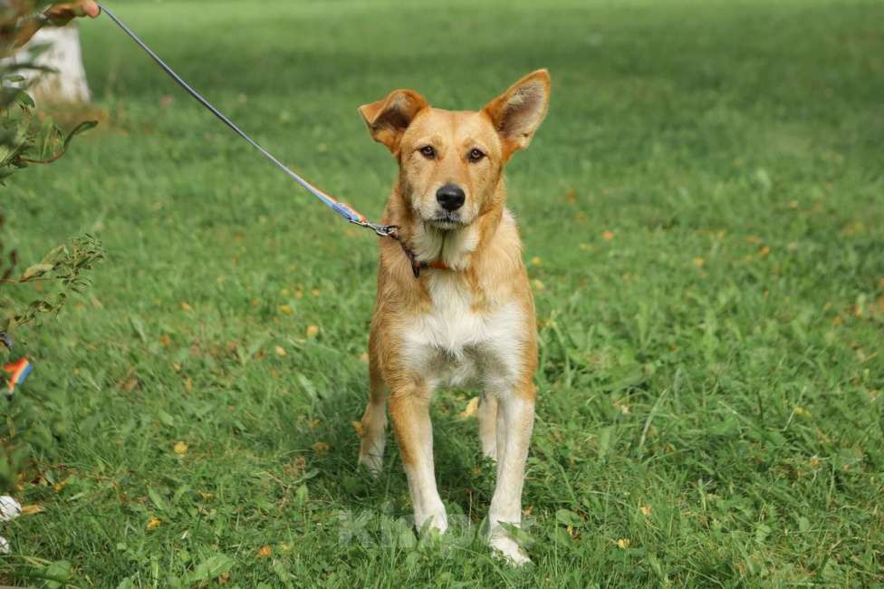 Собаки в Санкт-Петербурге: Ищем дом замечательным и неповторимым ушам Девочка, Бесплатно - фото 4