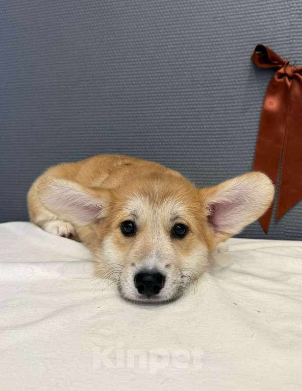 Собаки в Кургане: Щенок вельш корги пемброк, кобель Мальчик, 40 000 руб. - фото 4