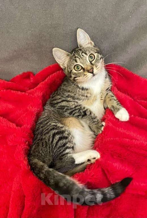 Кошки в Санкт-Петербурге: Миникошечка, крошечка Гаечка Девочка, Бесплатно - фото 4