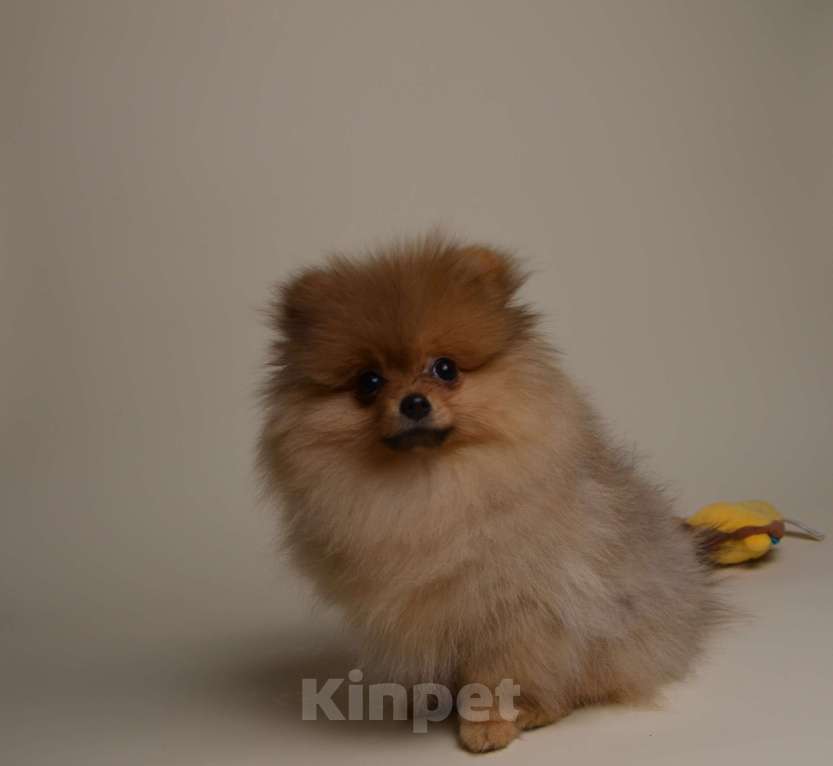 Собаки в Костроме: Померанский шпиц девочка Девочка, 40 000 руб. - фото 4