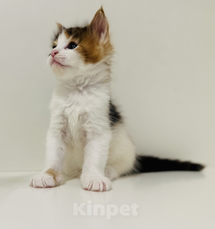 Кошки в Москве: Котята мейн кун Девочка, 60 000 руб. - фото 8