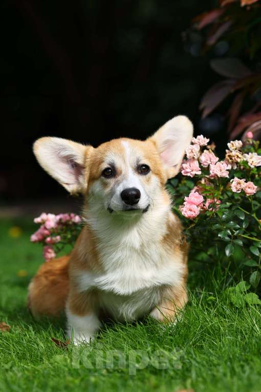 Собаки в Новосибирске: Щенок вельш корги пемброк ( девочка) Девочка, 70 000 руб. - фото 2