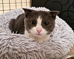 Кошки в Москве: Вислоухий котенок в добрые руки Девочка, Бесплатно - фото 2
