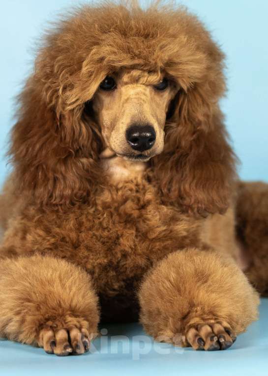 Собаки в Нижнем Новгороде: Сука средняя, окрас рыжий, Девочка, Бесплатно - фото 1