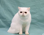 Кошки в Саратове: Британская Мальчик, 20 000 руб. - фото 2
