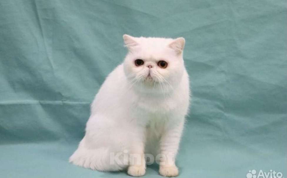 Кошки в Саратове: Британская Мальчик, 20 000 руб. - фото 2