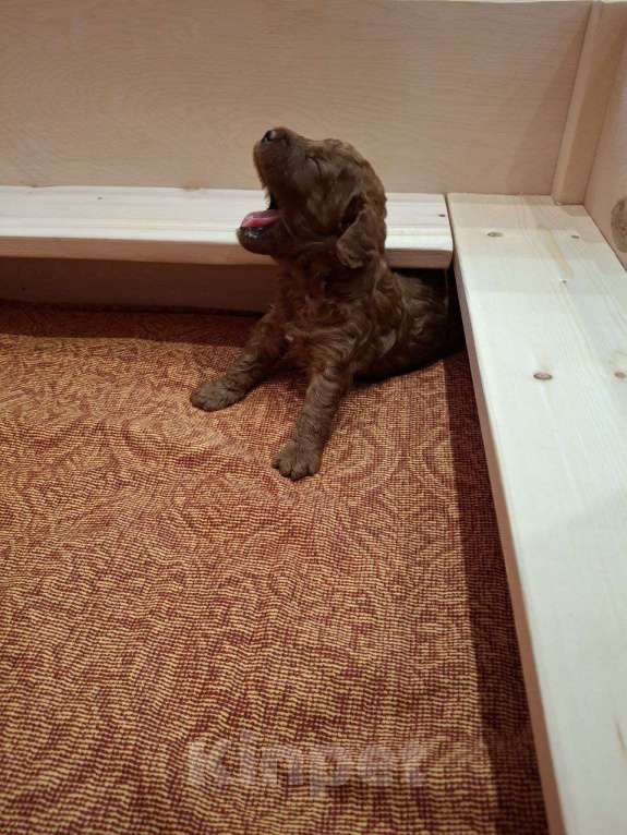 Собаки в Липецке: Продам щенка мальчика Мальчик, 85 000 руб. - фото 2