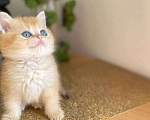 Кошки в Москве: Шотландский котик  Мальчик, 35 000 руб. - фото 1
