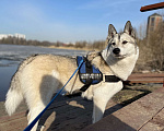 Собаки в Зеленогорске: Потерялась собака! Мальчик, Бесплатно - фото 4
