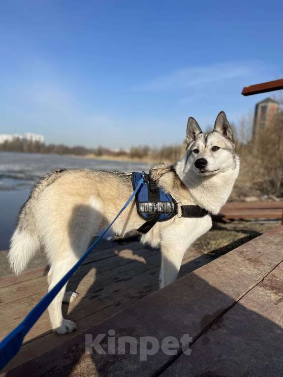 Собаки в Зеленогорске: Потерялась собака! Мальчик, Бесплатно - фото 4