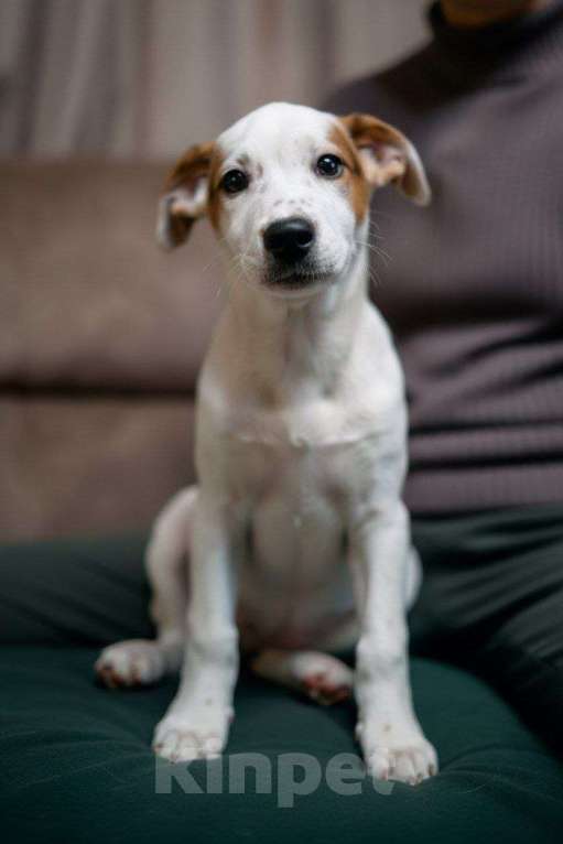 Собаки в Люберцах: Ищет дом малыш по имени Харпер! Мальчик, Бесплатно - фото 2